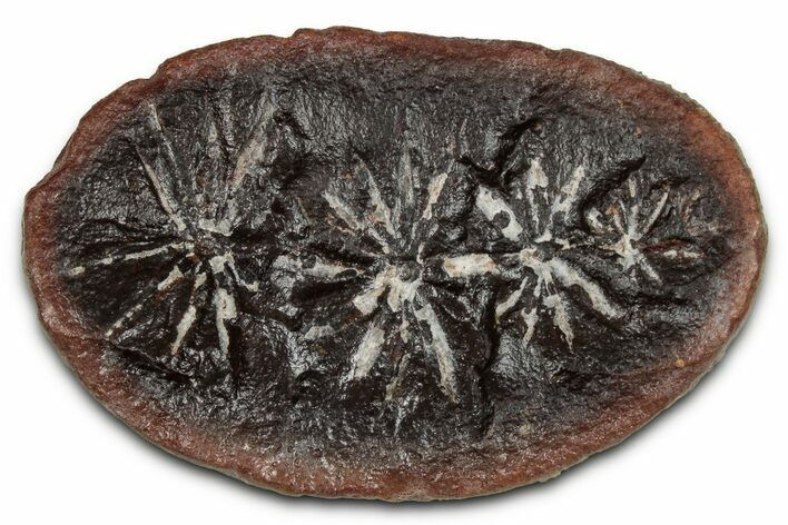 Fossil Horsetail (Annularia) Nodule Half - Mazon Creek #336176